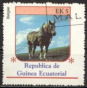 Belgian Cart Horse (Equus ferus caballus)