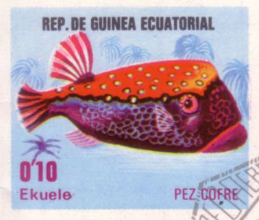 Whitespotted Boxfish (Ostracion meleagris)