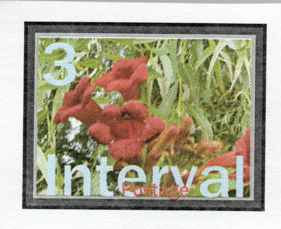 Dam Batai Province: Interval Red Wild flowers