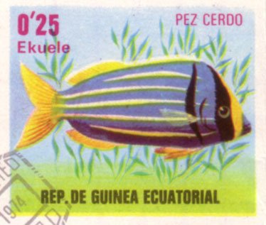 Pez cerdo