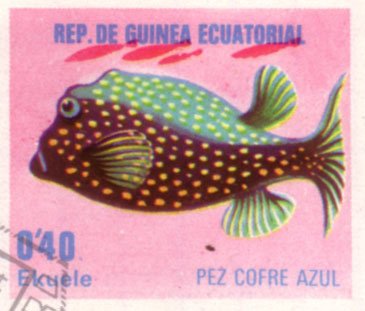 Whitespotted Boxfish (Ostracion meleagris)