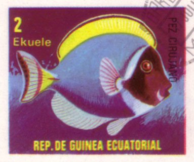 Powderblue Surgeonfish (Acanthurus leucosternon)