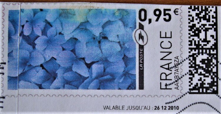 Blue Flowers Hydrangeas