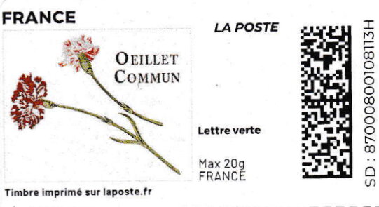Carnation Oeillet Commun