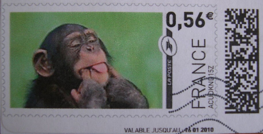 Chimpanzee