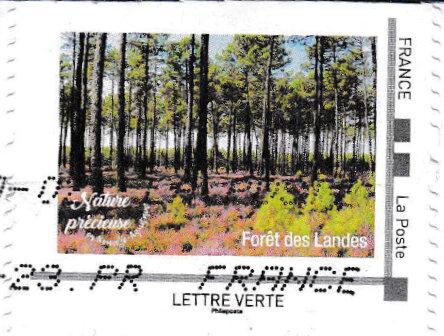 Forest. Foret de Landes
