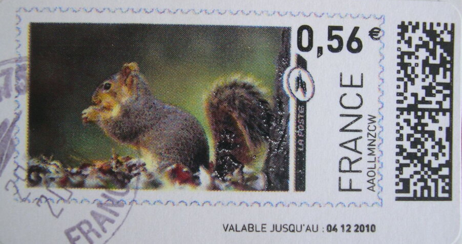 Grey Squirrel (Sciurus carolinensis)