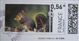 Stamp, Grey Squirrel (Sciurus carolinensis), France,  , Animals (Fauna), Mammals, Squirrels