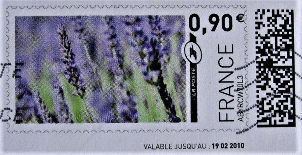 Lavender