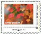 Stamp, Maple. Erable Sycamore, France,  , Autumn, Trees