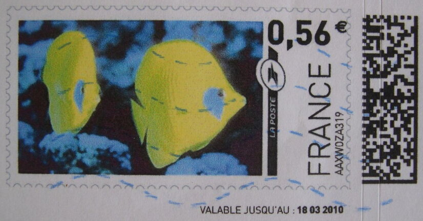 Masked Butterfly Fish (Chaetodon semilarvatus)