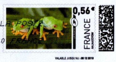 Red eyed tree frog (Agalychnis callidryis)
