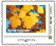 Rowan or Mountain Ash. Sorbus torminales