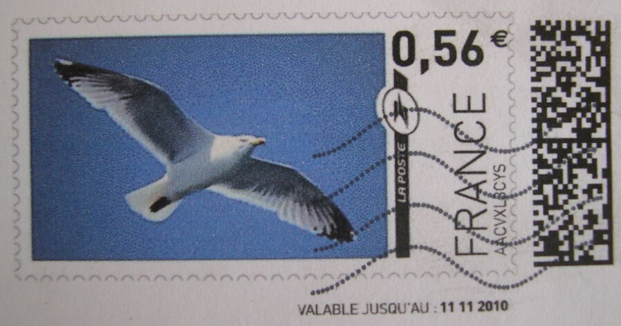 Sea Gull