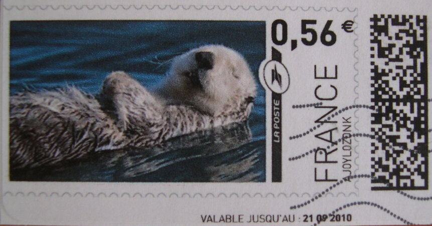 Sea Otter (Enhydra lutris)