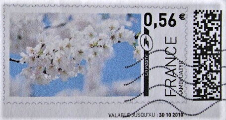 White Blossom