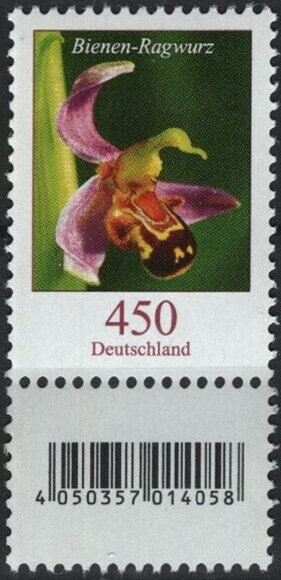 Bee orchid (Ophrys apifera)