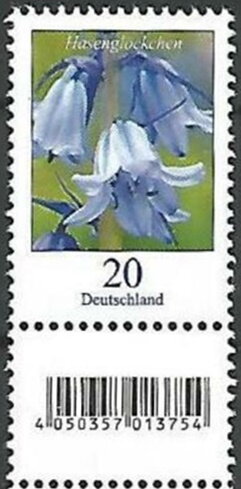 Common bluebell (Hyacinthoides non-scripta)