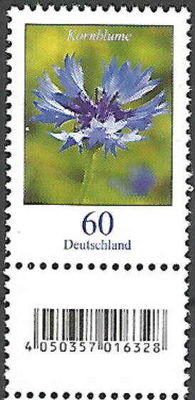 Cornflower (Centaurea cyanus)
