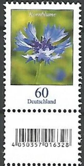 Cornflower (Centaurea cyanus)