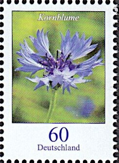 Cornflower (Centaurea cyanus)