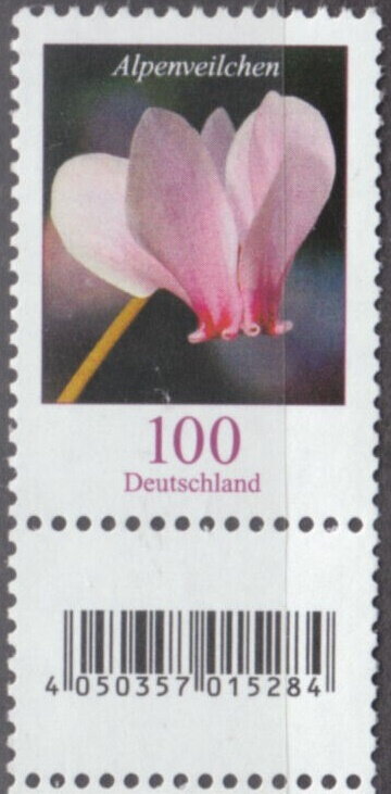 Cyclamen (Cyclamen persicum)