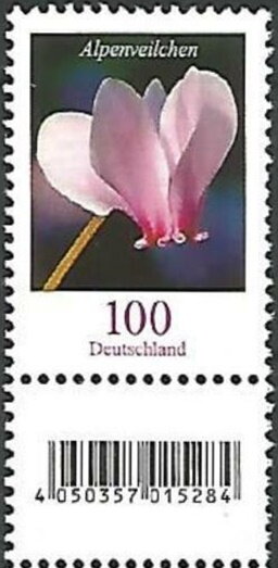 Cyclamen (Cyclamen persicum)