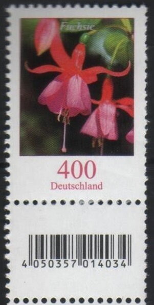 Fuchsia (Fuchsia sp.)