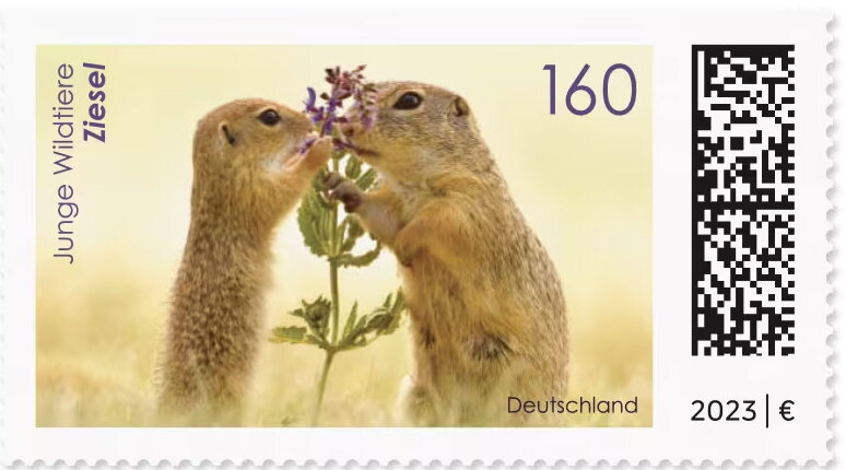 Ground Squirrels (Sciuridae sp)