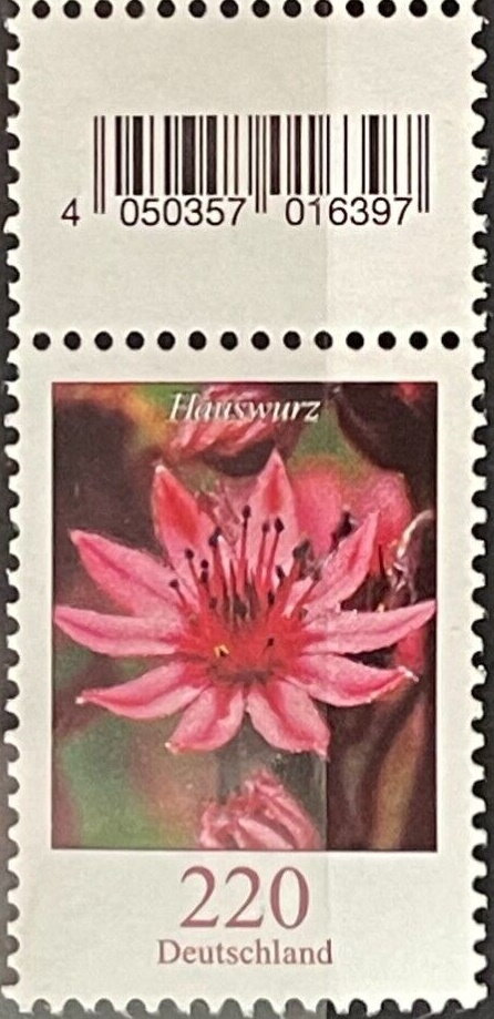 Houseleeks (Sempervivum)