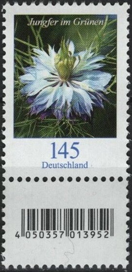 Love-in-a-mist (Nigella damascena)