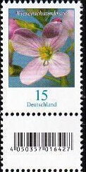 Milkmaids (Cardamine pratensis)
