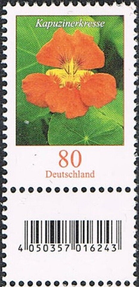 Nasturtium (Tropaeolum majus)