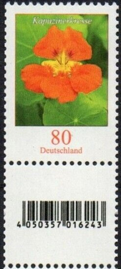 Nasturtium (Tropaeolum majus)