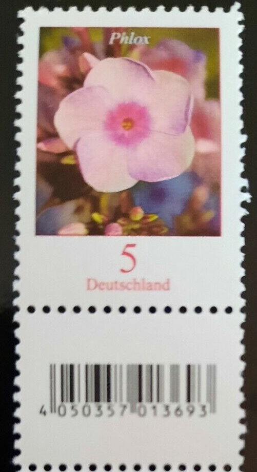 Phlox