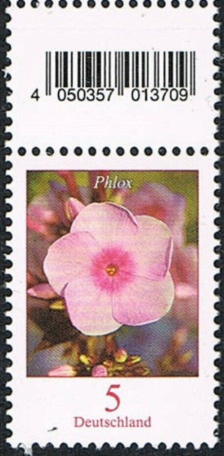Phlox