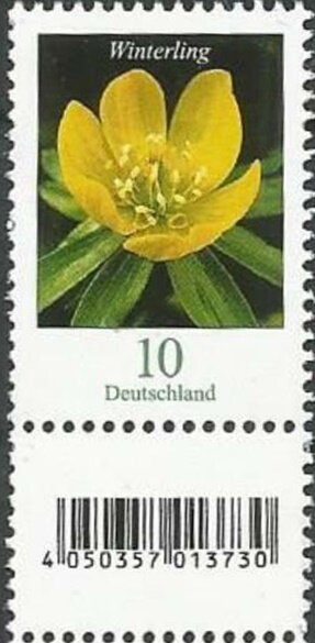 Winter Aconite (Eranthis hyemalis)