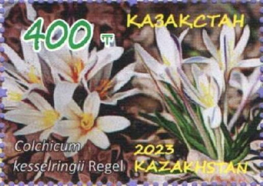Colchicum kesselringii