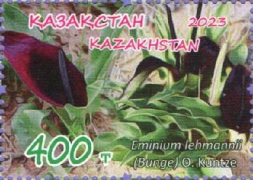 Eminium lehmannii (Bunge) Kuntze