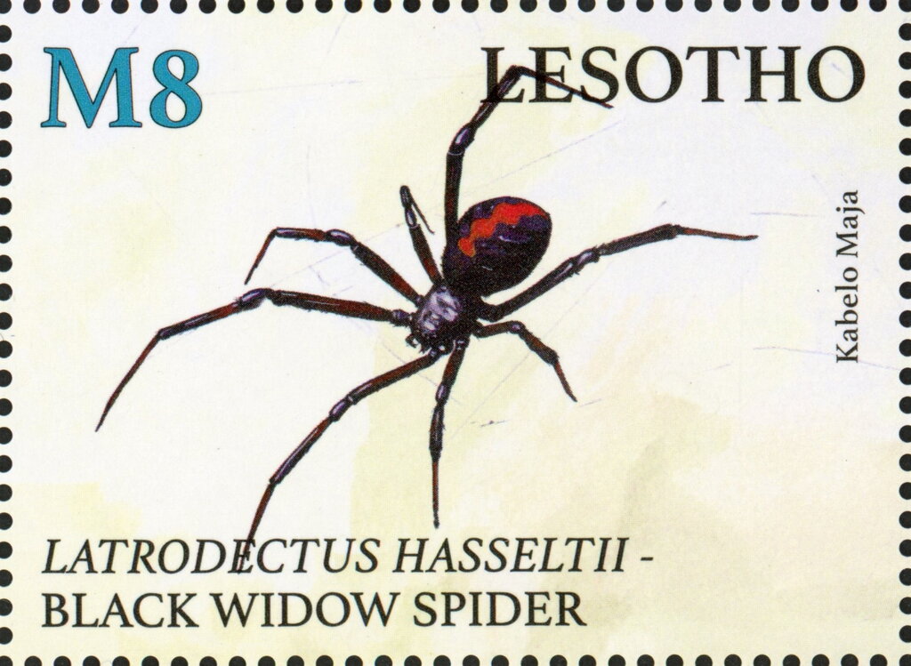 Black Widow Spider (Latrodectus hasseltii)