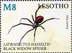 Stamp, Black Widow Spider (Latrodectus hasseltii), Lesotho,  , Animals (Fauna), Insects, Spiders