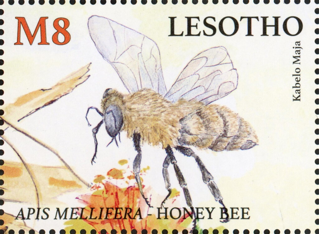 Honey Bee (Apis mellifera)