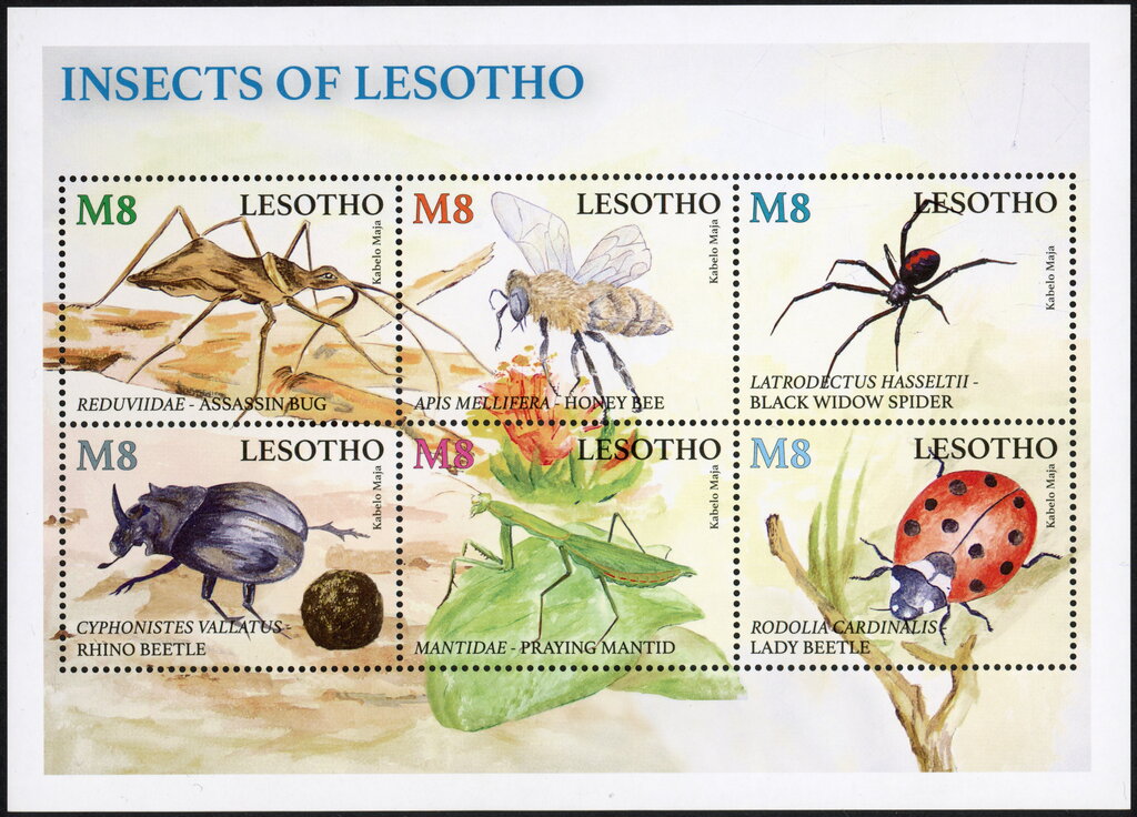 Insects of Lesotho