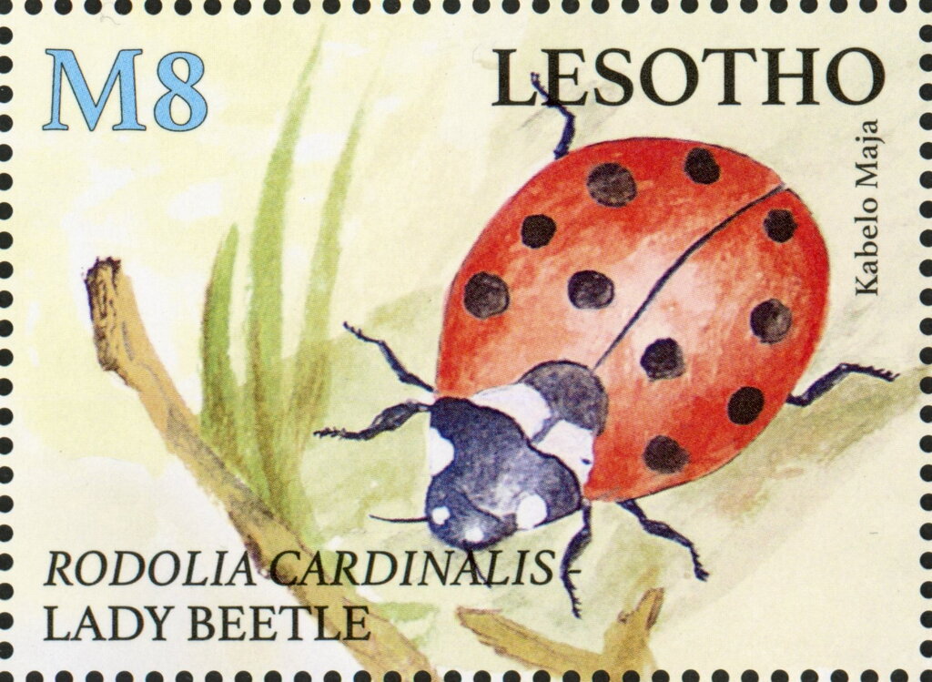 Lady Beetle (Rodolia cardinalis)