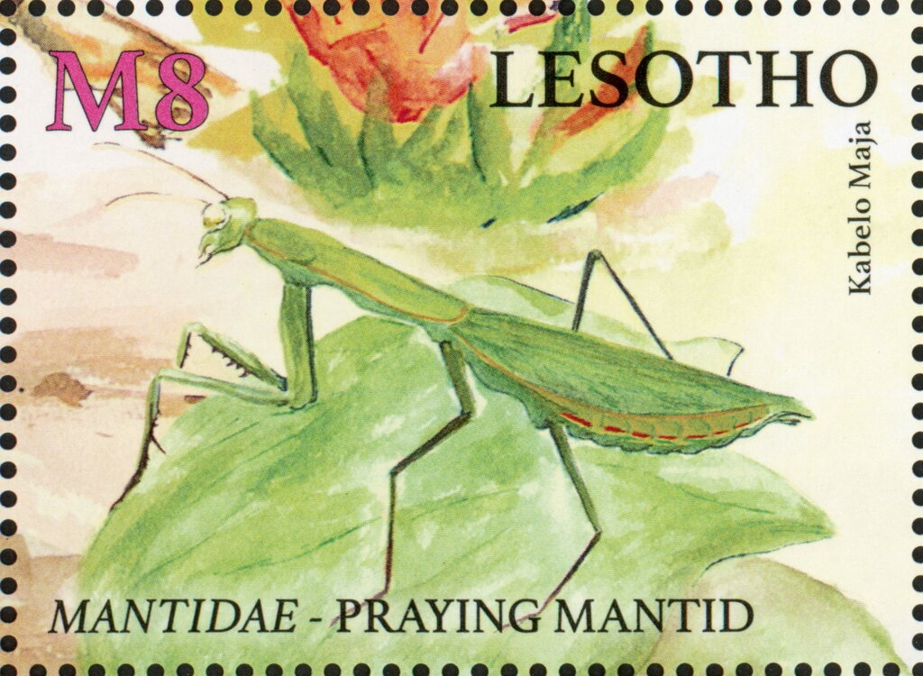 Praying Mantid