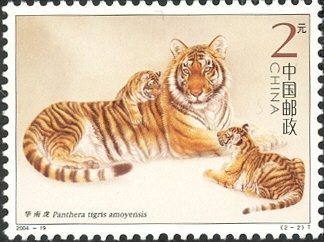 South China Tiger (Panthera tigris amoyensis)