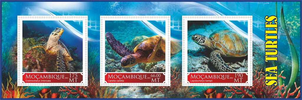 Sea Turtles