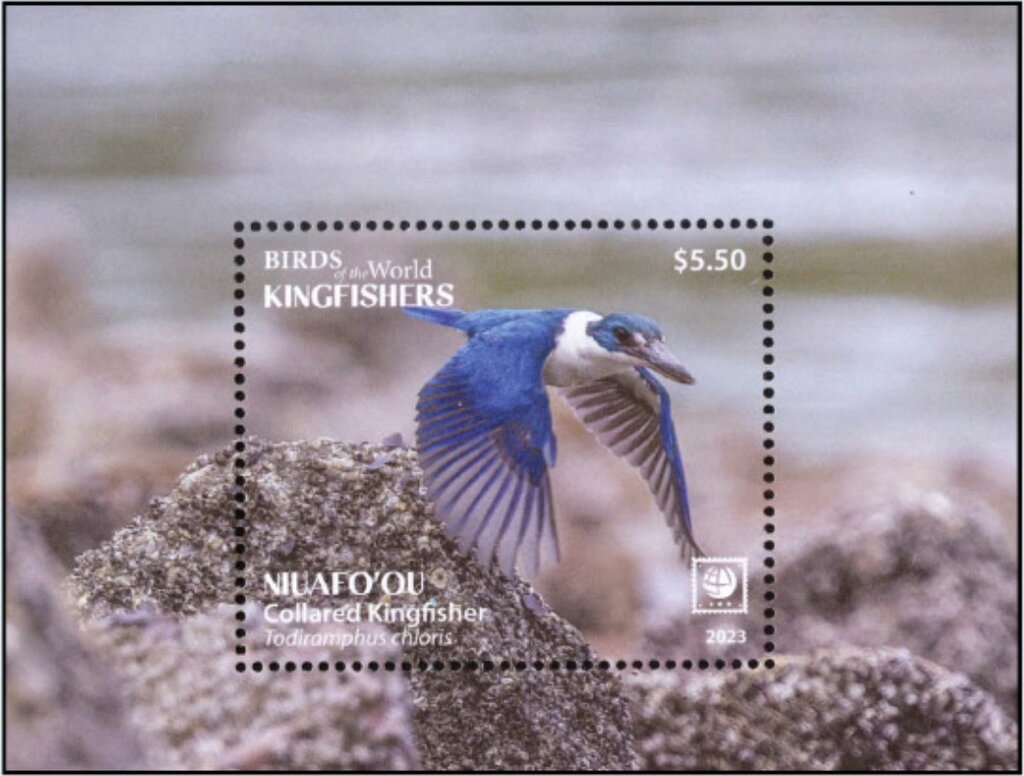 Collared Kingfisher (Todiramphus chloris)