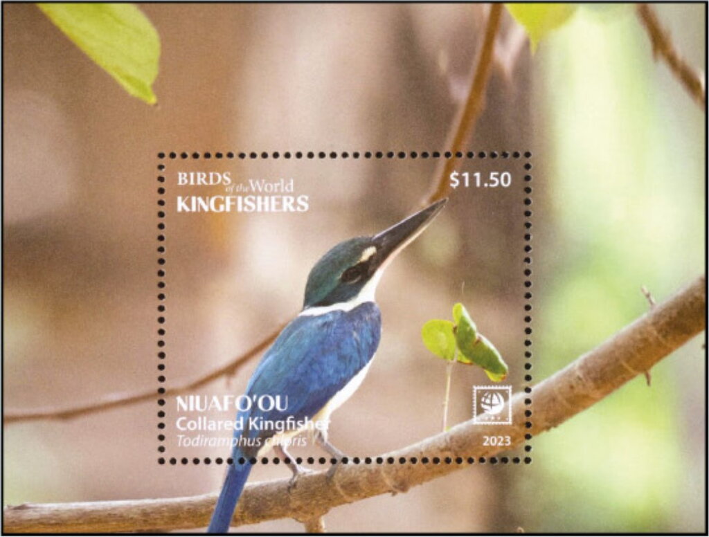 Collared Kingfisher (Todiramphus chloris)