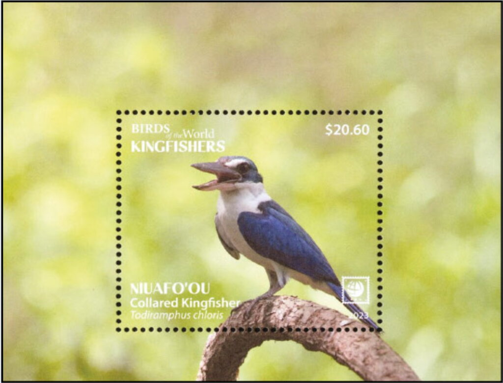 Collared Kingfisher (Todiramphus chloris)
